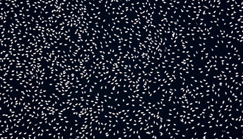 Flock